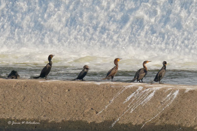 Neotropic Cormorant