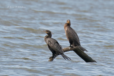 Neotropic Cormorant