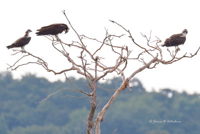 Osprey