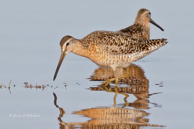 Short-billed Dowitcher