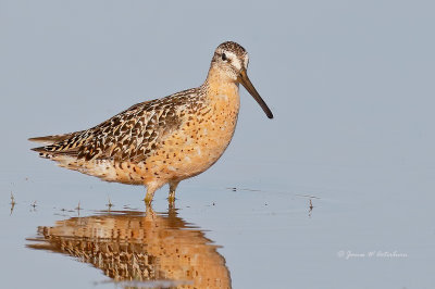 Short-billed Dowitcher