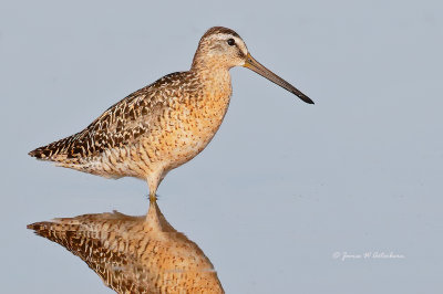 Short-billed Dowitcher