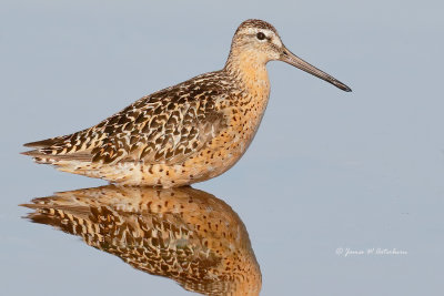 Short-billed Dowitcher