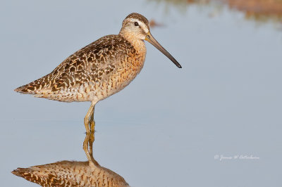 Short-billed Dowitcher