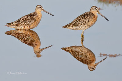 Short-billed Dowitcher