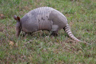 Nine-banded Armadillo