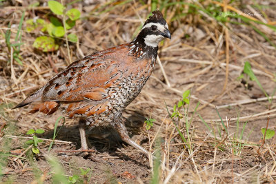 Pheasant, Prairie-Chickens, Turkey & Quail