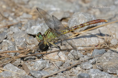 Jade Clubtail