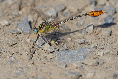 Flag-tailed Spinyleg