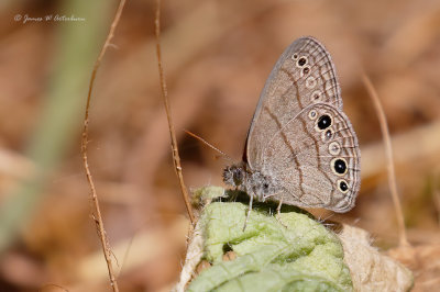 Carolina satyr