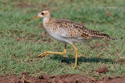 Upland Sandpiper