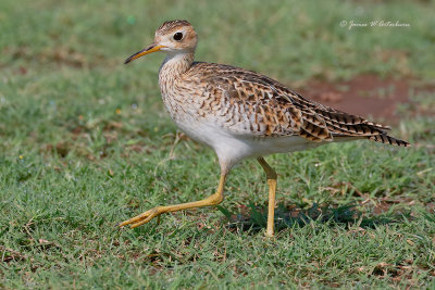 Upland Sandpiper