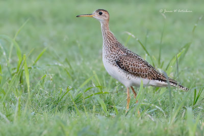 Upland Sandpiper