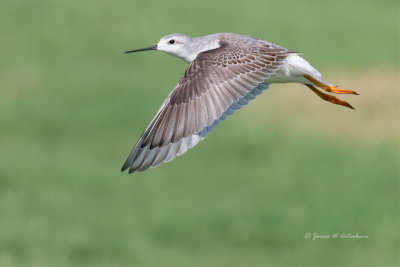 Wilson's Phalarope