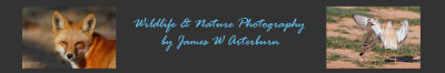 WildlifeNaturePhotography by James W ArterburnFinal.jpg