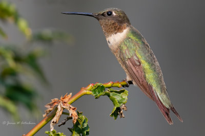 Ruby-throated Hummingbird
