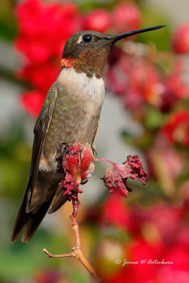 Ruby-throated Hummingbird
