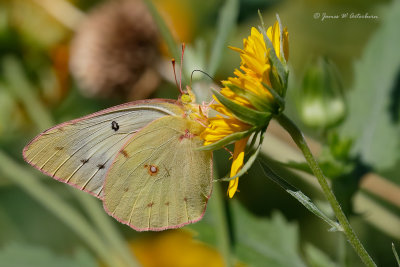 Clouded Sulphur
