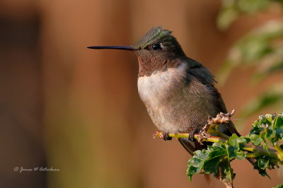 Ruby-throated Hummingbird