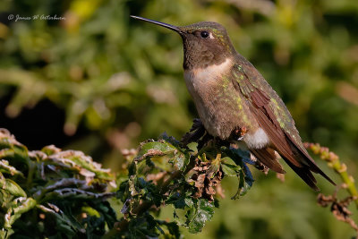 Ruby-throated Hummingbird