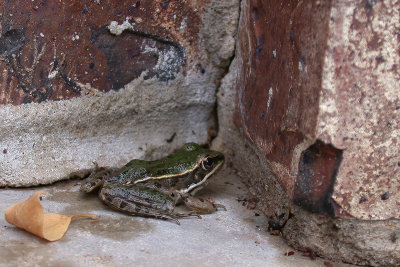 Plains Leopard Frog