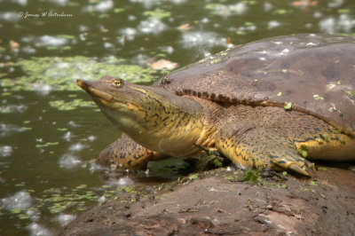 Spiny Softshell