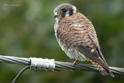 American Kestrel