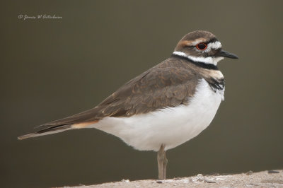 Killdeer