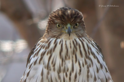 Cooper's Hawk