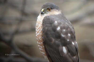 Sharp-shinned Hawk