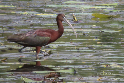 Glossy Ibis