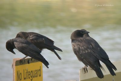 Fish Crow & American Crow