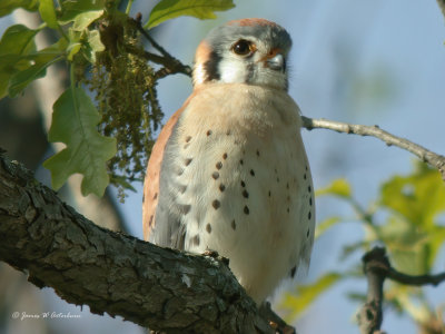 American Kestrel