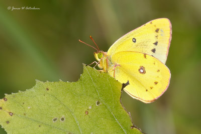 Clouded Sulphur