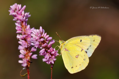 Clouded Sulphur