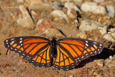 Viceroy