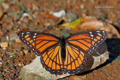 Viceroy