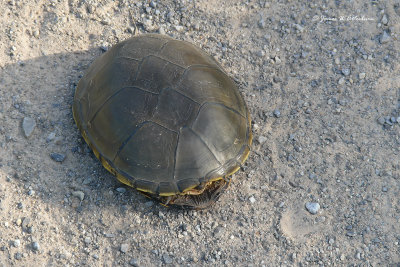 Yellow Mud Turtle