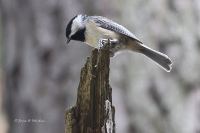 Carolina Chickadee