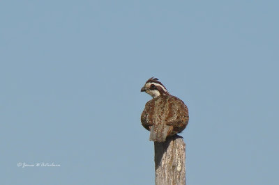 Northern Bobwhite