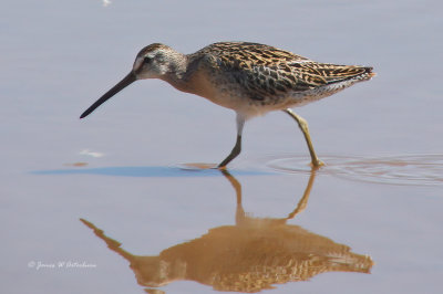 Short-billed Dowitcher