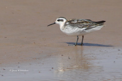 Red-necked Phalarope