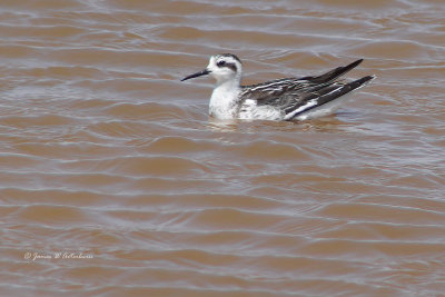 Red-necked Phalarope