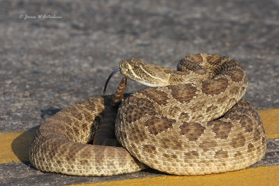 Prairie Rattlesnake