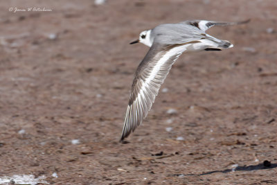 Red Phalarope