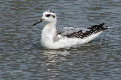 Red Phalarope