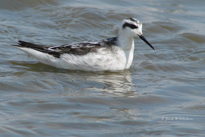 Red-necked Phalarope