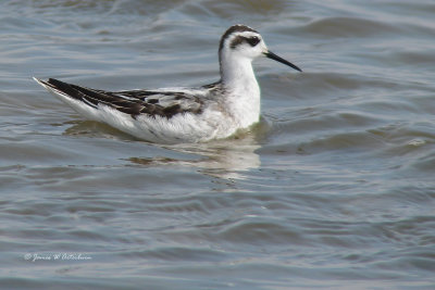 Red-necked Phalarope