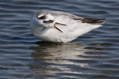 Red Phalarope