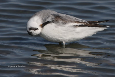 Red Phalarope